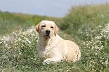 LABRADOR 387